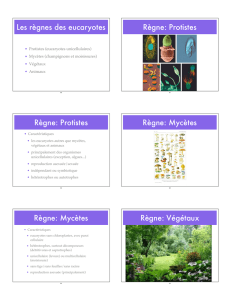 Biologie IB - 5.3 - La classification de la biodiversité