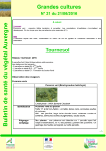 BSV n°21 - 21 juin 2016 - Chambre d`Agriculture du Puy-de-Dôme