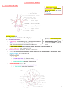 1 La vascularisation cérébrale I) Le cercle artériel de Willis