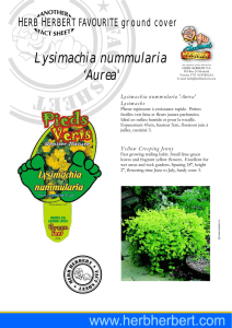 Lysimachia nummularia `Aurea`