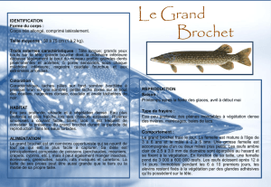 Le Grand Brochet
