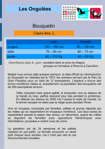 Les Ongulées Bouquetin - areeprotettevallesesia