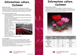 Informations culture, Cyclamen Informations culture
