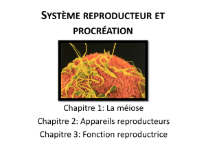 Système reproducteur et procréation
