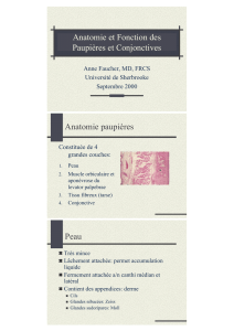 Anatomie et Fonction des Paupières et Conjonctives