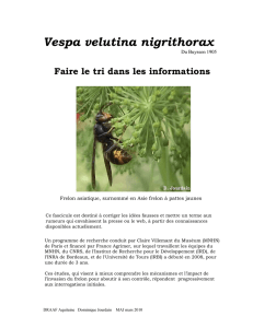 Vespa velutina nigrithorax : Faire le tri dans les informations