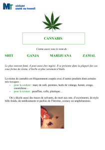 Le Cannabis