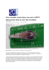 Une crevette vivant dans une eau à 450°C découverte dans la mer