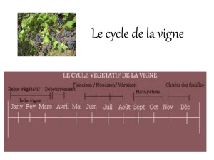 Le cycle de la vigne