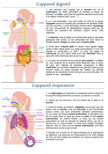 SVT: digestion et respiration