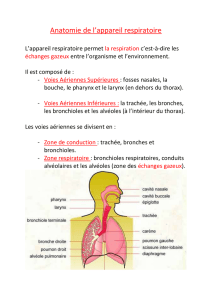 Anatomie de l`appareil respiratoire