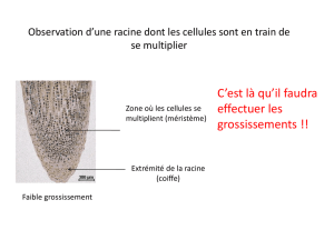 TH1-chap2_TP_observation_racines