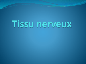 Tissu nerveux
