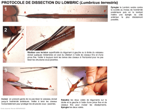 Protocole de dissection du Lombric (Lumbricus terrestris)