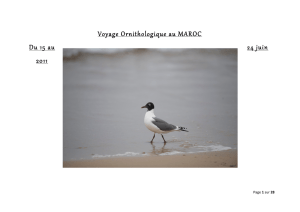 Voyage Ornithologique au MAROC Du 15 au 24 juin 2011 - Go