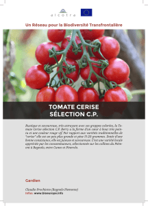 fiche-information-tomate-cerise-selection-cp