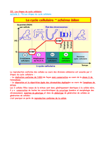 III. Les étapes du cycle cellulaire Activité 3 : TD Les étapes du cycle