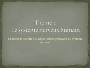 Thème 1: Le système nerveux humain