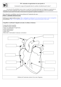 TP3 Anatomie et organisation du cœur (partie 1) Comment le