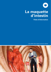 La maquette d`intestin - Fiche d`information
