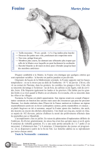 Fouine - Groupe Mammalogique Normand