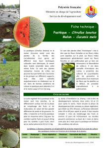 Pastèque - Citrullus lanatus Melon - Cucumis melo