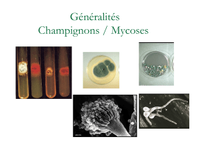 Généralités Champignons / Mycoses
