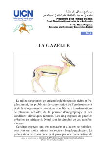 + 56 - Gazelle