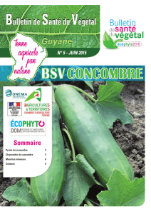 Bulletin de Santé du Végétal N° 5 – Concombre