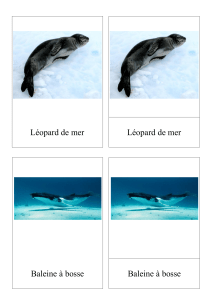 Léopard de mer Léopard de mer Baleine à bosse Baleine à bosse