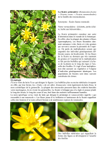 La ficaire printanière (Ranunculus ficaria = Ficaria verna = Ficaria