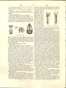 230 COROTHAMNUS (PRESL, Bot. Beni., 137). Synonyme de Steno