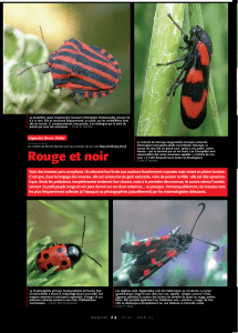 Rouge et noir : Insectes n° 142