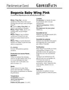 Begonia BabyWing