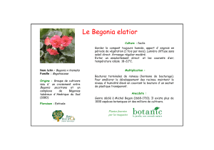 Le Begonia elatior