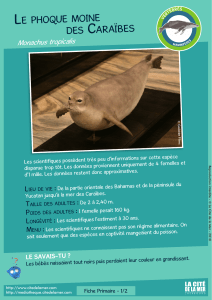 Fiches especes Primaires – Le phoque moine des Caraïbes