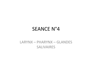 SEANCE N°4 LARYNX – PHARYNX – GLANDES SALIVAIRES