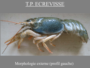 T.P. ECREVISSE Morphologie externe (profil gauche)