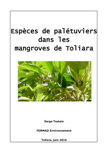 Espèces de palétuviers dans les mangroves de Toliara Serge Tostain