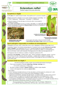 Ravageurs et maladies de l’igname en Guadeloupe