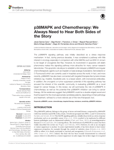p38MAPK and Chemotherapy: We Always Need to Hear Both Sides of