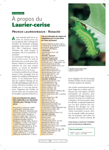 À propos du Laurier-cerise A Prunus laurocerasus -
