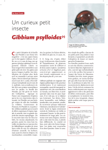 Gibbium psylloides : un curieux petit insecte