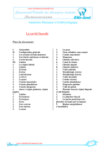 Anatomie Humaine et Embryologique La cavité buccale Plan du document: