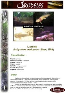 L’axolotl  Ambystoma mexicanum (Shaw, 1789)