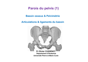 Parois du pelvis (1) Bassin osseux &amp; Pelvimétrie Pr Olivier CUSSENOT