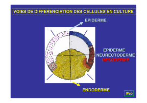 VOIES DE DIFFERENCIATION DES CELLULES EN CULTURE EPIDERME NEURECTODERME MESODERME