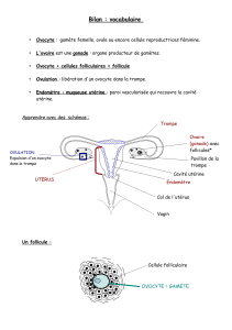 Bilan_revision_appareil_feminin.pdf (103.36 KB)