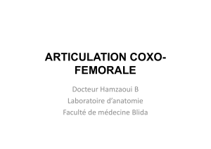 ARTICULATION COXO- FEMORALE Docteur Hamzaoui B Laboratoire d’anatomie