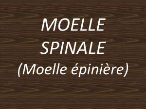 Moelle spinale